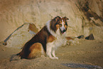 longhaired Collie