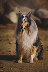 longhaired Collie