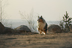 longhaired Collie