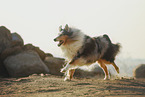 longhaired Collie