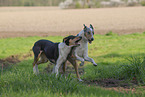 2 shorthaired Collies