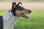 adult shorthaired Collie