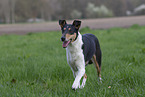 adult shorthaired Collie