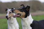 2 shorthaired Collies