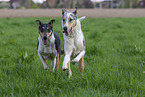 2 shorthaired Collies