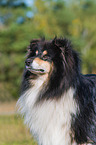 adult Collie