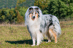 adult Collie