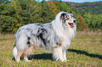 adult Collie