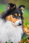 female Collie