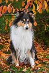 female Collie