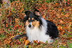 female Collie