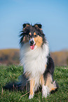 female Collie