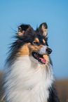 female Collie