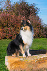 female Collie