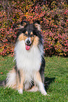 female Collie