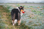 female Collie