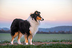 female Collie