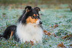 female Collie