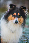 female Collie