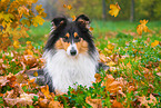 female Collie