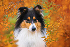 female Collie
