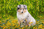 Collie Puppy