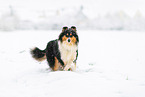 Collie in Winter