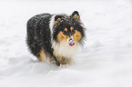 Collie in Winter