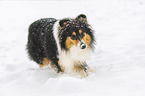 Collie in Winter