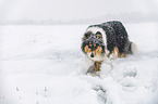 Collie in Winter