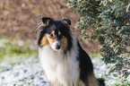 Collie in Winter