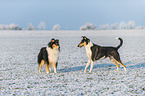 2 Collies