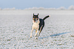 shorthaired Collie