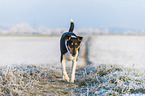 shorthaired Collie