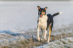 shorthaired Collie