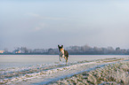 shorthaired Collie