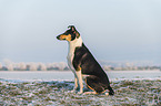 shorthaired Collie