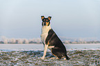 shorthaired Collie