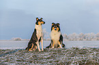 2 Collies
