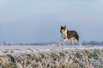 shorthaired Collie