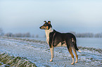 shorthaired Collie