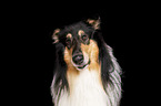 Collie Portrait