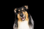 Collie Portrait