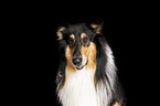 Collie Portrait