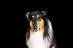 Collie Portrait