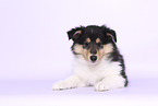 Collie Puppy