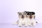 Collie Puppies