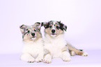 Collie Puppies