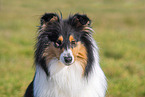 female Collie