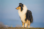 female Collie